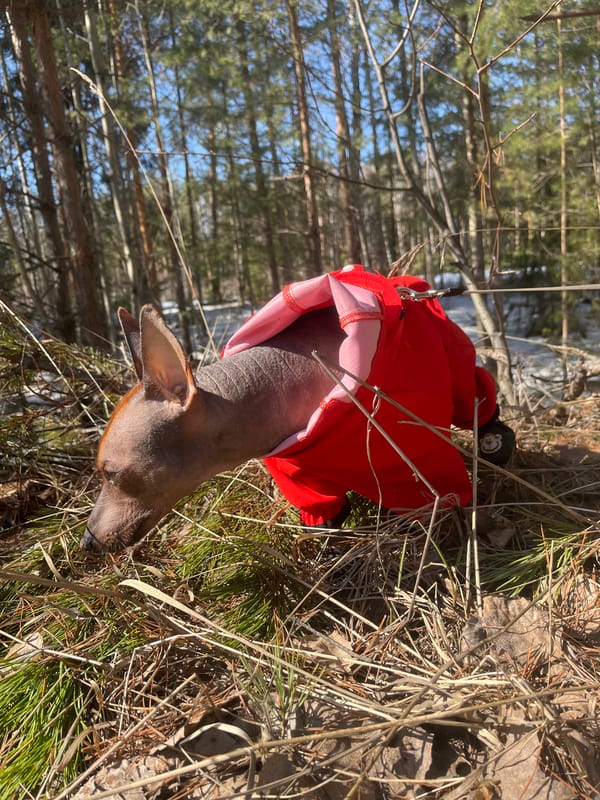 Dog walker with hairless pet observed in Chaikovsky forest