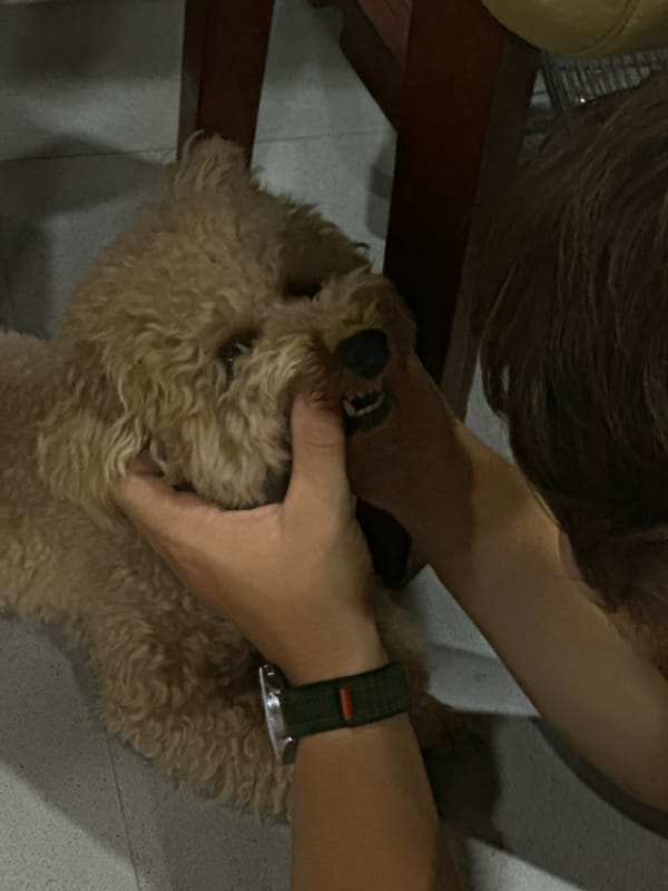 Pet owner bonds with poodle in Dalung home