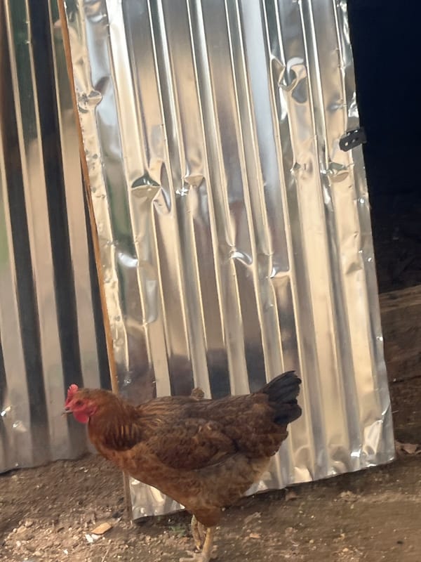 Rural life documented: chickens and flowering plants in Gura Top