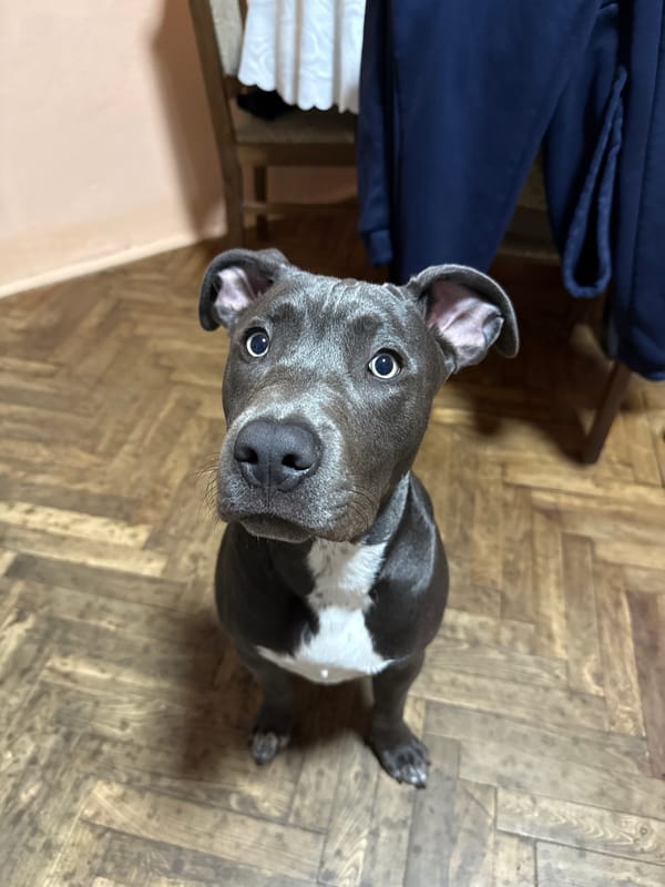 Pit bull dog photographed on parquet floor in Varna