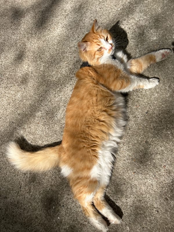Orange cat spotted lounging on concrete surface