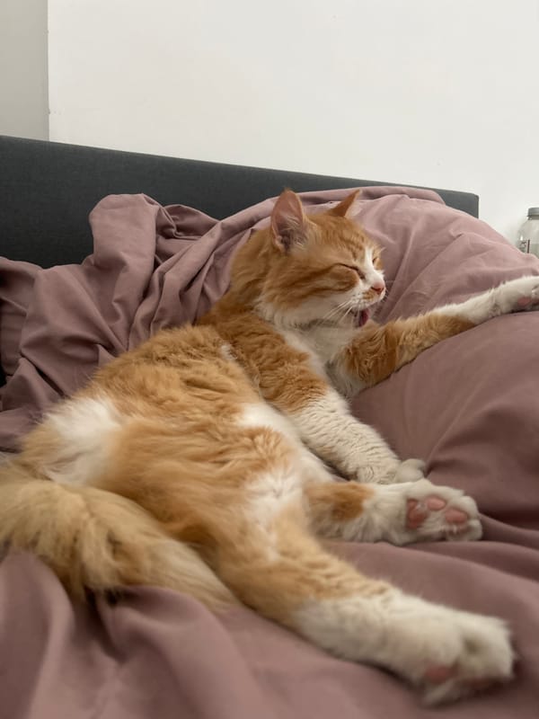 Cat relaxes on back on pink bed, yawning