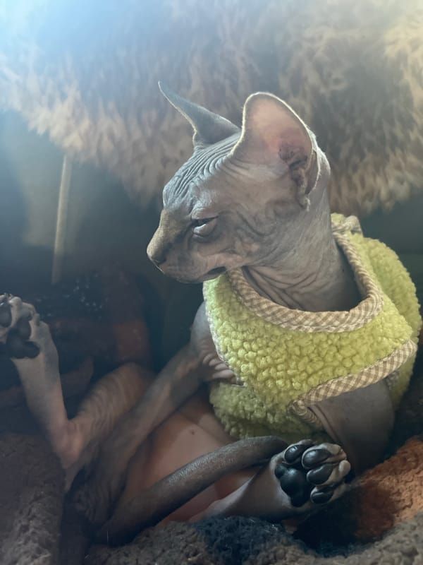 Cats photographed in cozy indoor moments in Konz