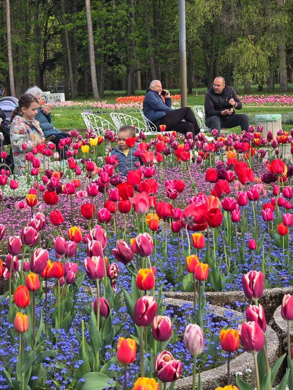 Spring tulips bloom in Sofia park garden