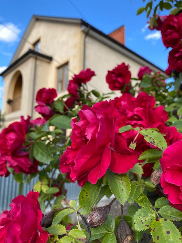 Roses, jasmine, and wildflowers on a neighborhood stroll