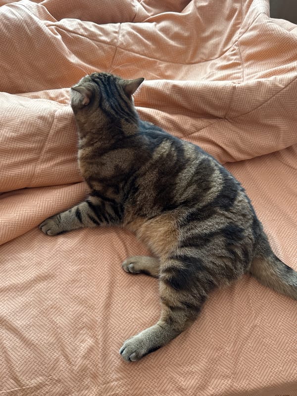 Domestic pets photographed at home in Chaikovsky, Russia
