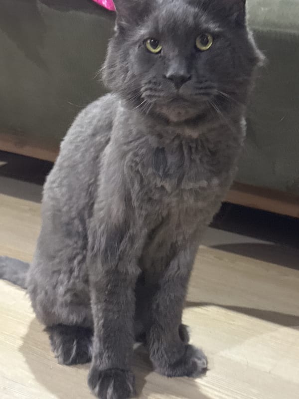 Cats observed lounging in Gölbaşı home during evening hours