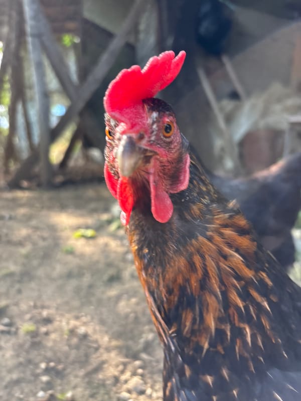 Backyard chickens, dogs, and casual selfies in rural Zlatograd