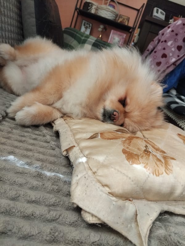 Pomeranian dog naps peacefully on couch in Bulgarian home