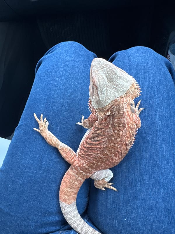 Bearded dragon sits on owner's lap during car ride