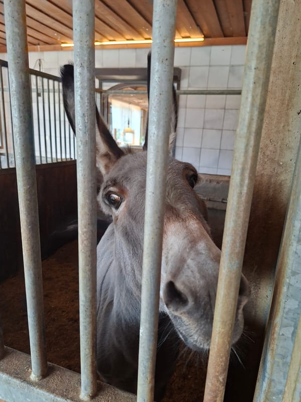 Horses, a donkey, and Alpine views at a Münster farm