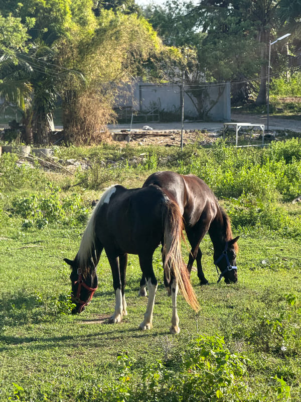 Horses and cattle graze in open fields on Koh Samui