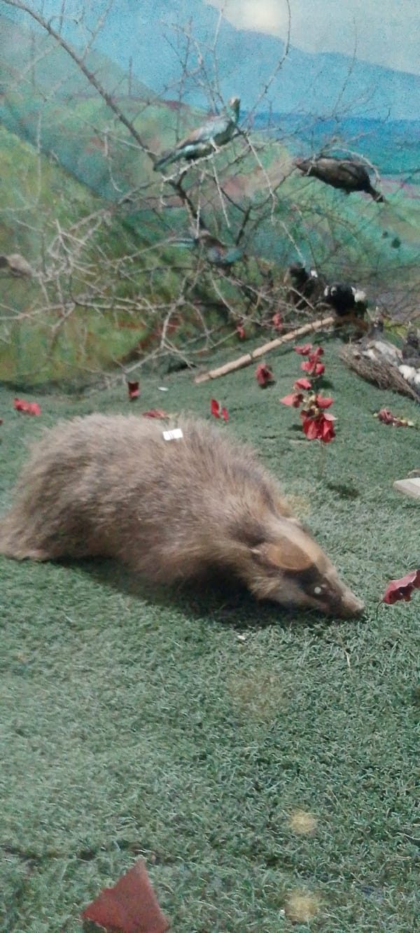 Natural history museum exhibits mixed with outdoor nature snapshots