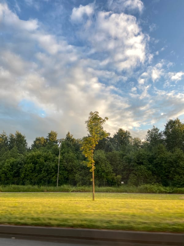 Overcast summer tree line on the outskirts of St. Petersburg