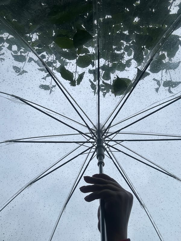 Rainy afternoon documented through gardens and streets in Krefeld