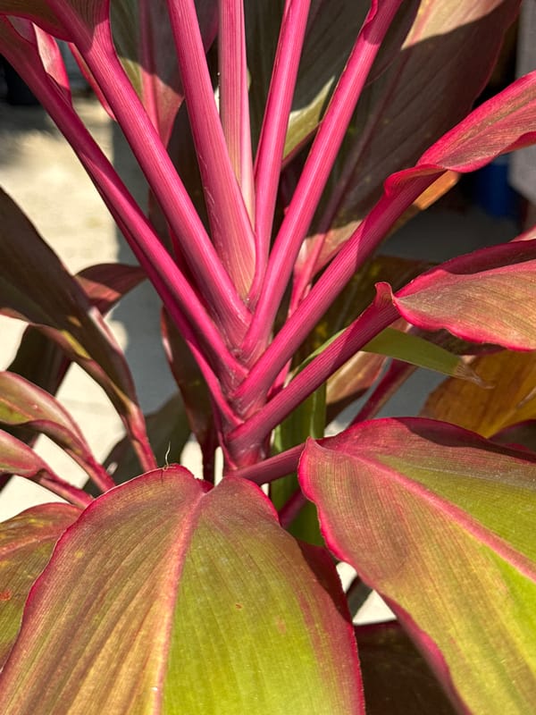 Early morning beach life captured in General Luna, Philippines