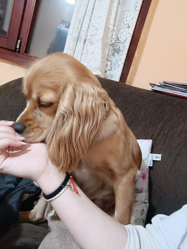 Cocker spaniel and dinner captured in Pleven home scene