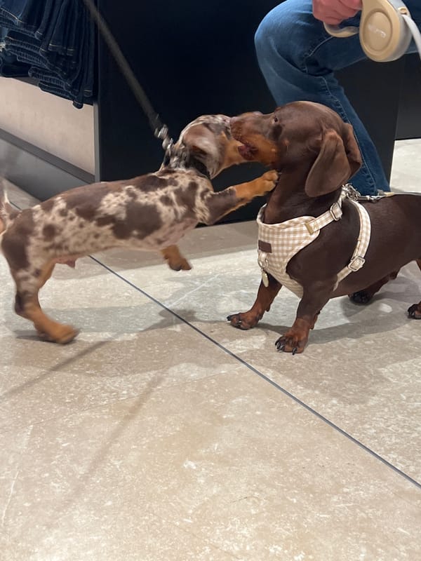 Two dachshunds meet inside a Bilbao retail store