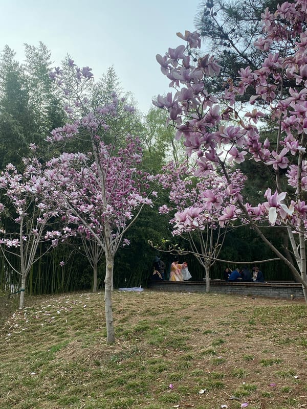 Spring morning scenes captured in Beijing park with blooming trees