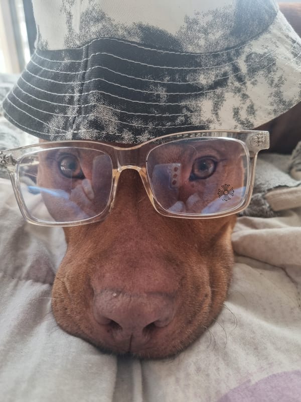 Dog poses in glasses and 'FEARLESS' jacket during indoor photo session