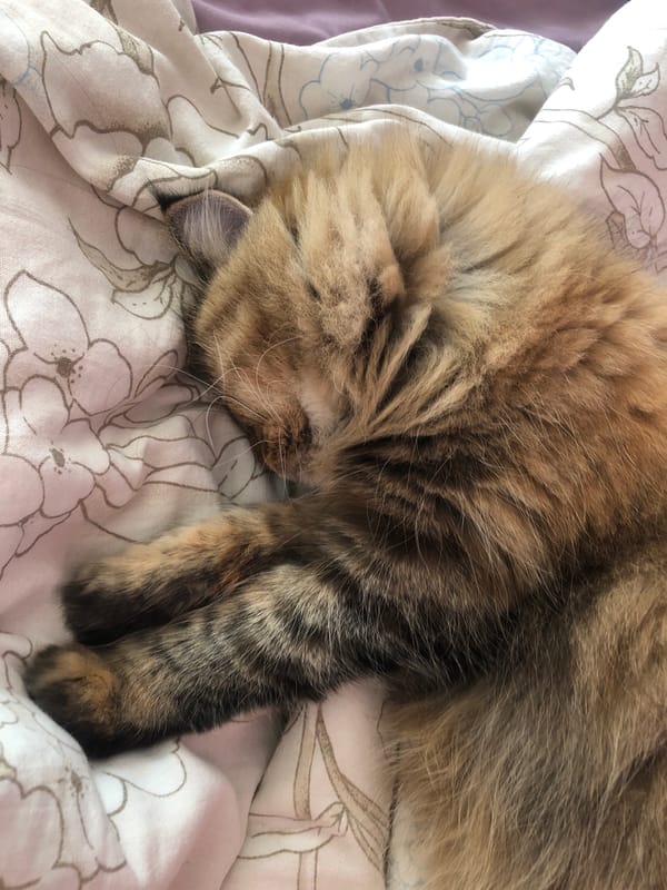 Cats asleep on beds and windowsills, close-up and peaceful.