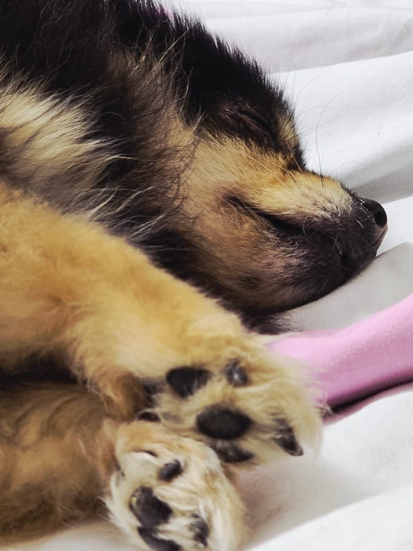 Pet owner documents sleeping dog during quiet evening in Khimki
