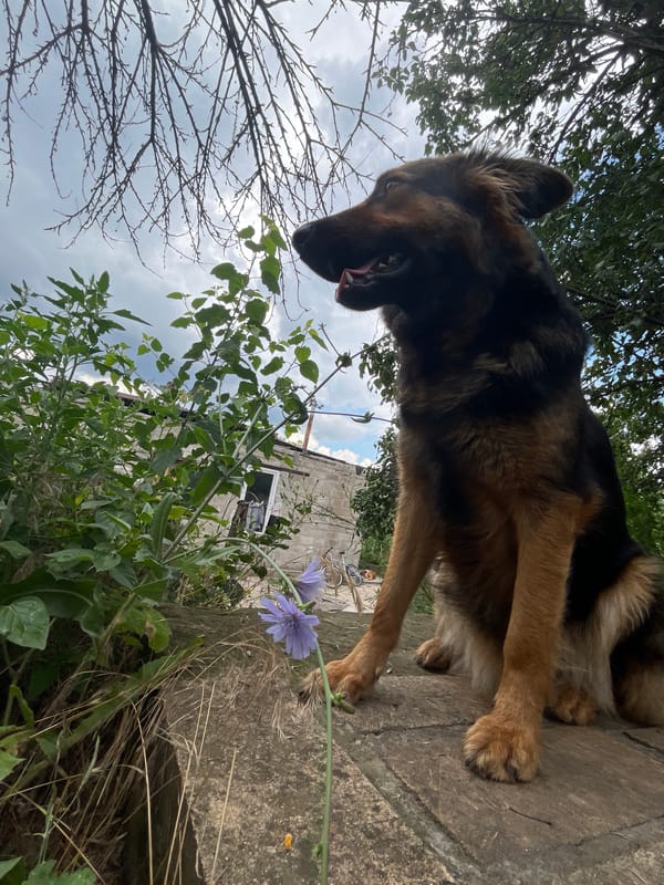 Summer yard life in Dnipro: a dog, wild plants, and garden work