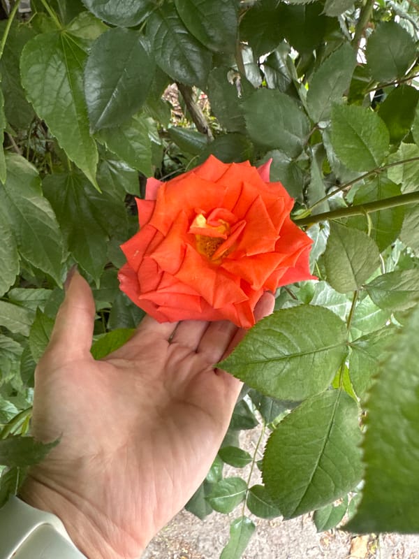 Visitor documents roses and zoo animals during Poznan garden tour