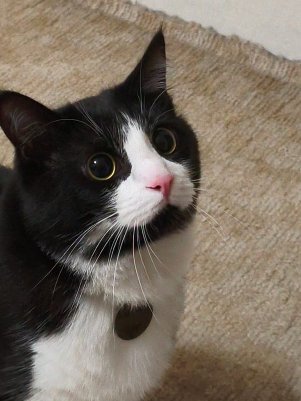 Curious black and white cat on a beige carpet, Moscow