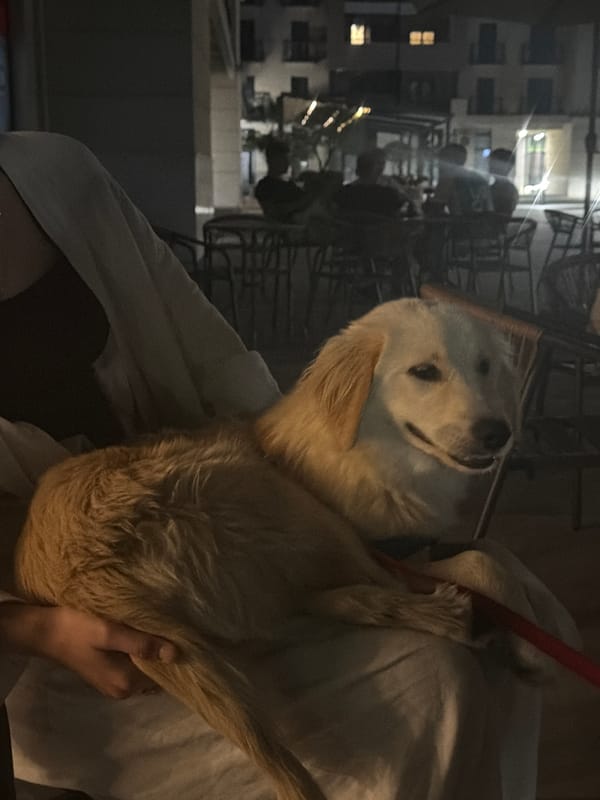 Golden retriever photographed with owner during evening in Podgorica
