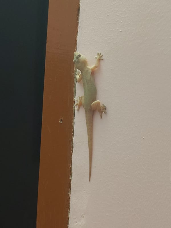 Geckos spotted on walls near doorframes in rural India