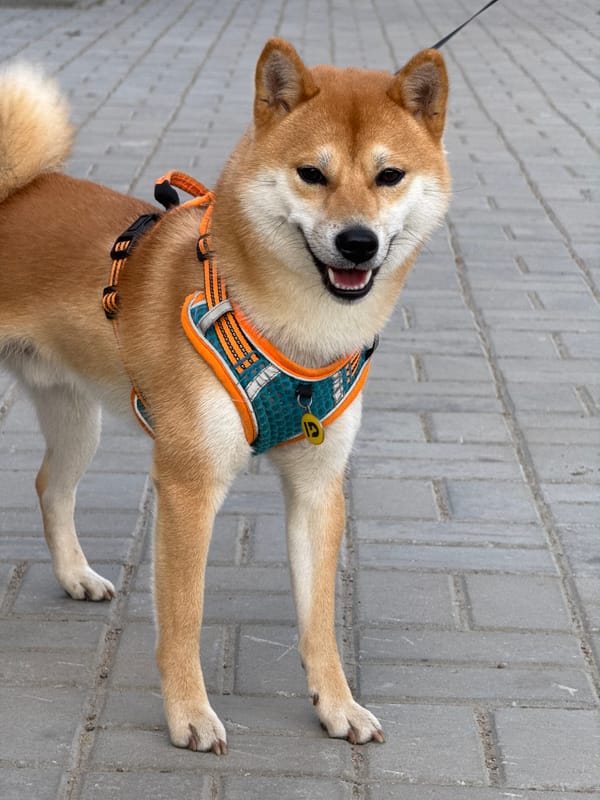 Shiba Inu dog walk documented on Lednevo sidewalks