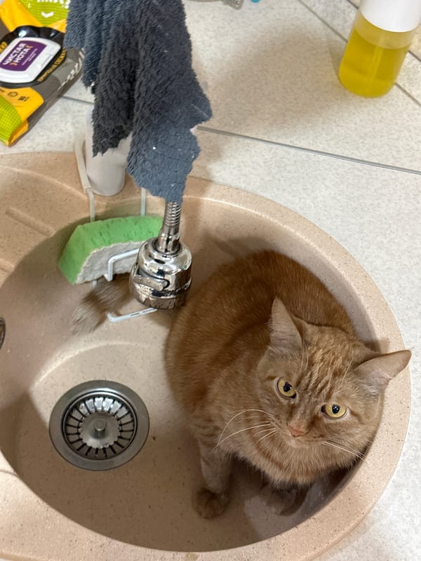 Cat found lounging in kitchen sink in Surgut