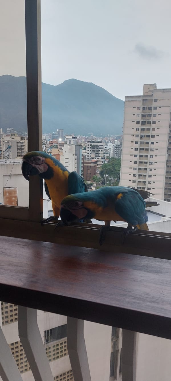 Blue-yellow macaws spotted on city windowsill near mountain backdrop