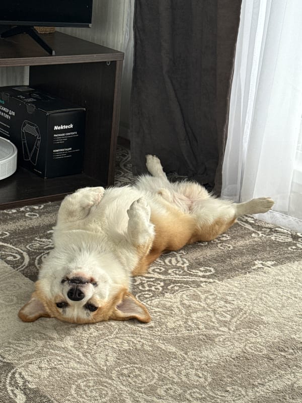 Corgi lounging around a Perm apartment on a cloudy morning