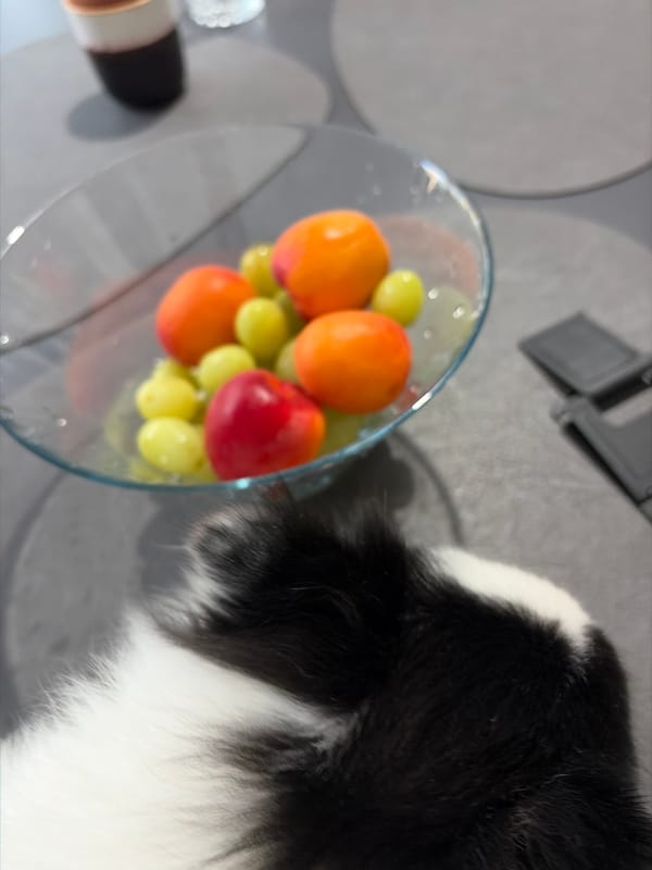 Pet observed near fruit bowl in Bulgarian home