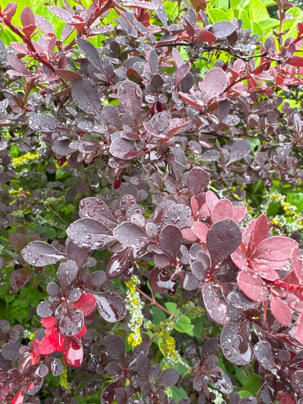 Morning walk documents rain-soaked gardens, forest paths, park scenes