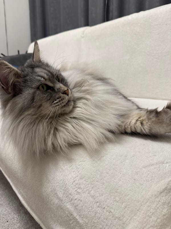 Silver tabby cat photographed relaxing on white furniture in Bulgaria