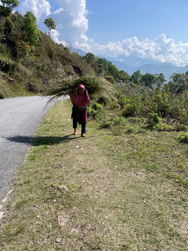 Gorilla statue spotted among bamboo in Pokhara, Nepal