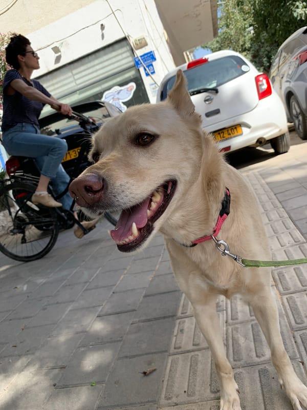 Dogs and pizza documented in Tel Aviv afternoon scenes