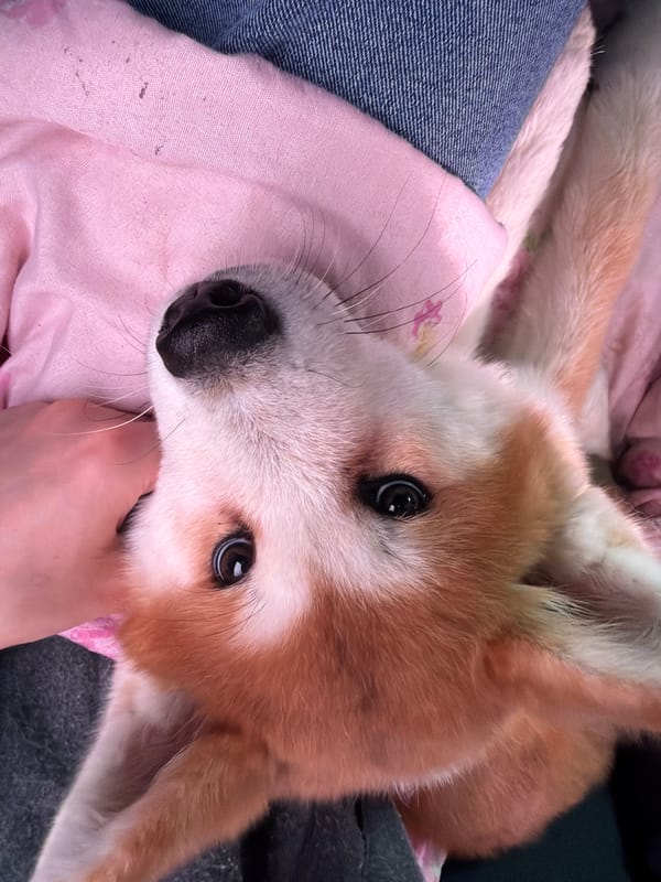 Quiet moments captured across Russia: puppy and driver