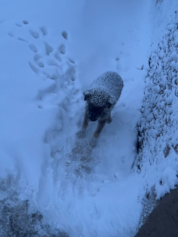Fresh snow covers Uzbekistan villages, dog spotted in winter scene