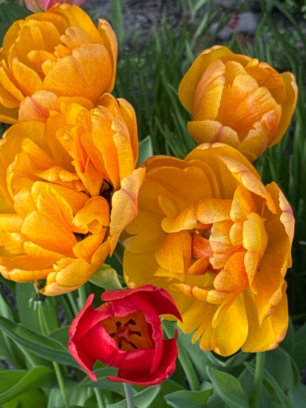 Tulips bloom in Saint Petersburg gardens