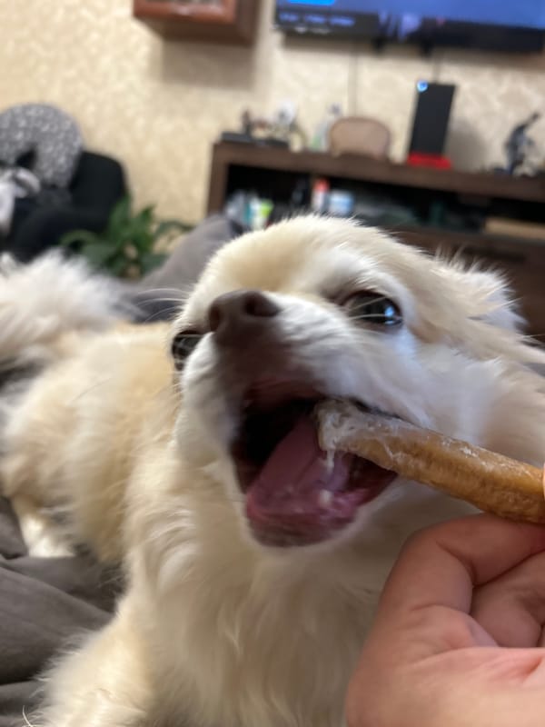 Chihuahua in Moskovskiy gets treats, pets, and close-ups