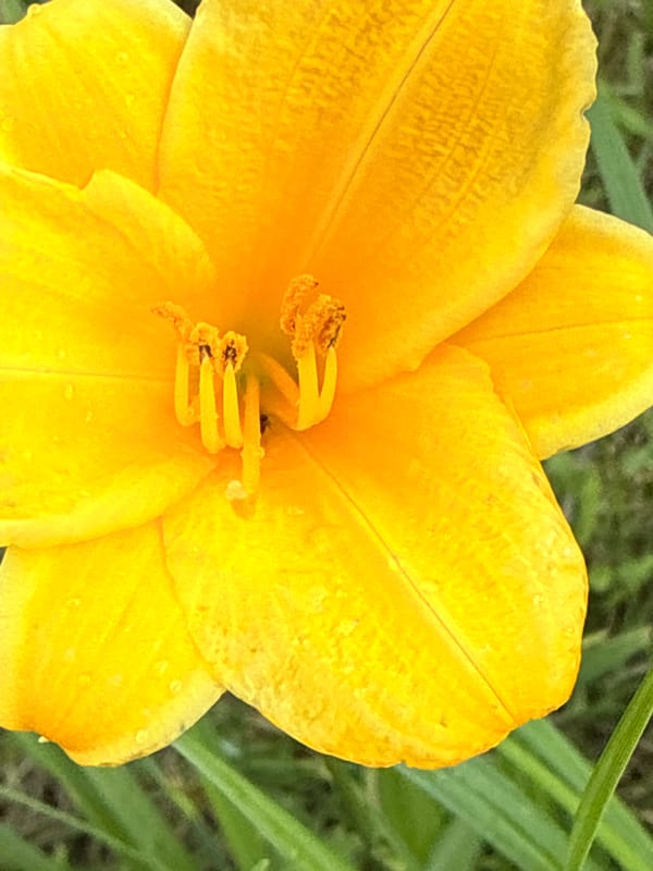 Rain-touched daylilies and hostas in a Lithuanian garden