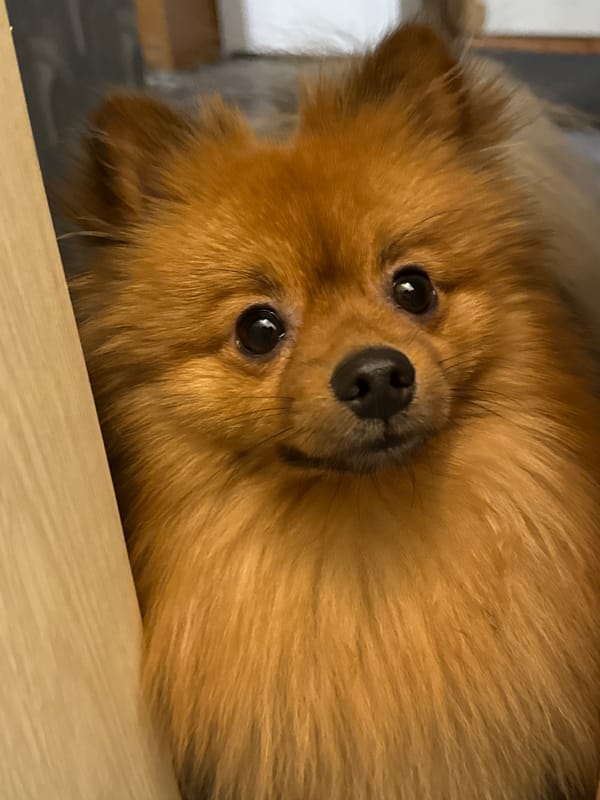 Pomeranian dog training session captured in Khimki, Russia