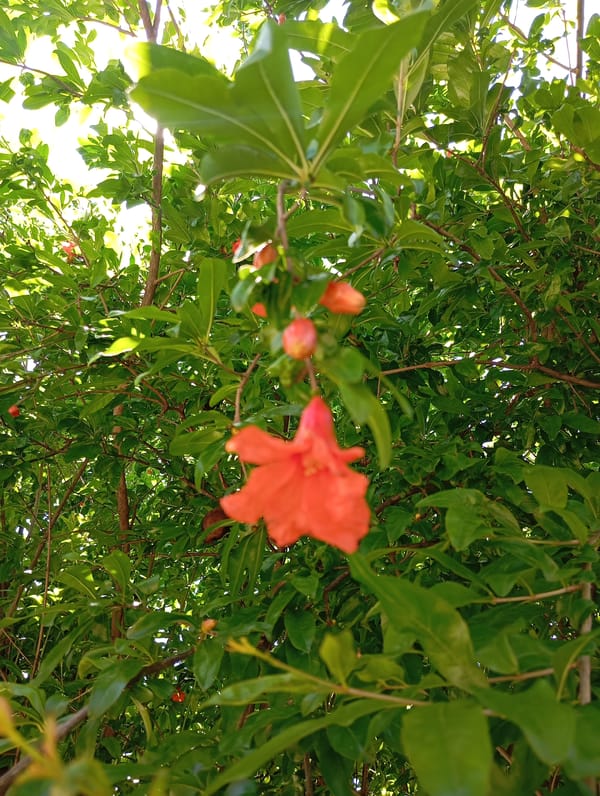 Immature pomegranate fruit spotted on tree in Lassan, Pakistan