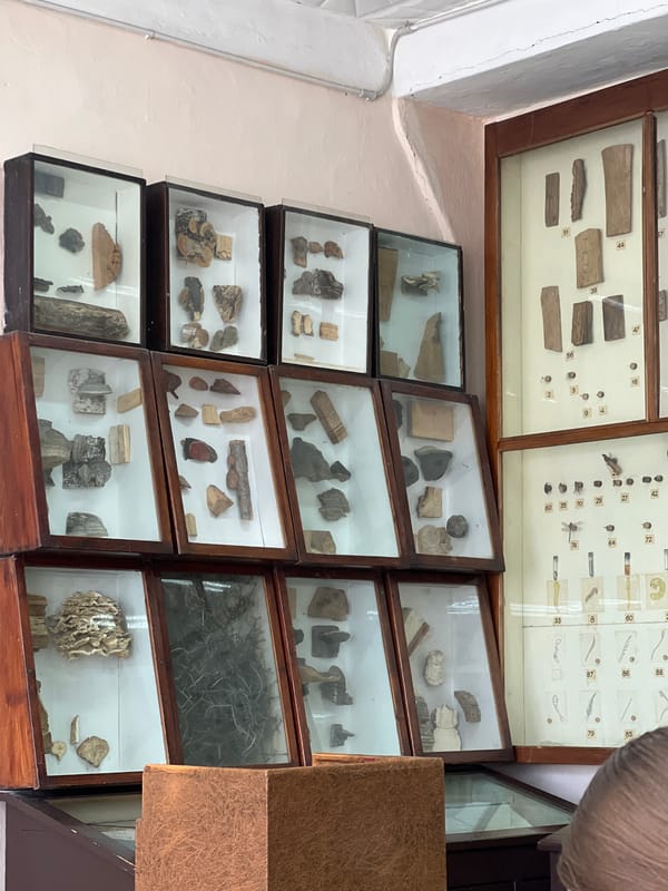 Natural specimens displayed in glass cases observed