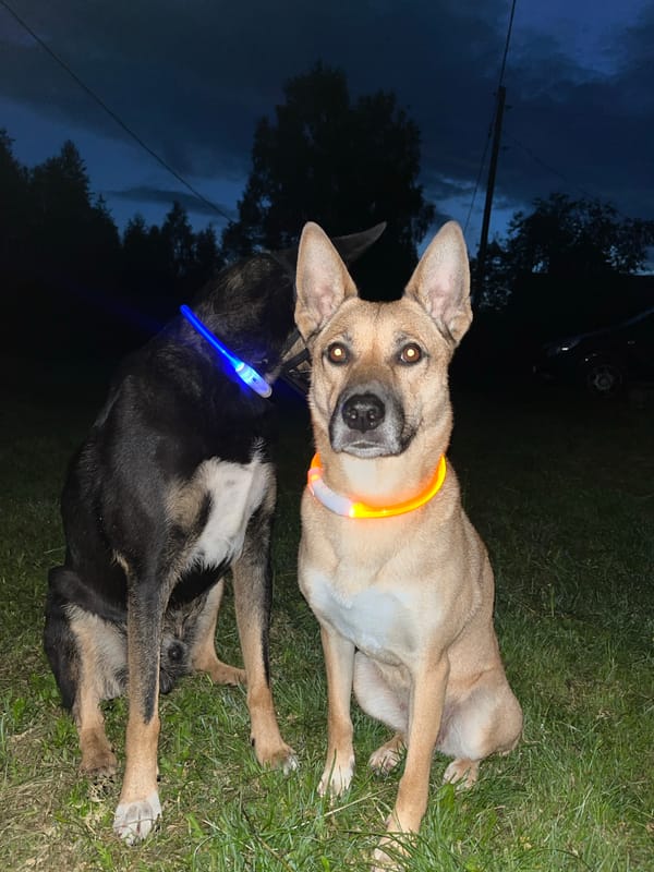 Dogs with glowing collars hang out at a Nizhny Tagil home