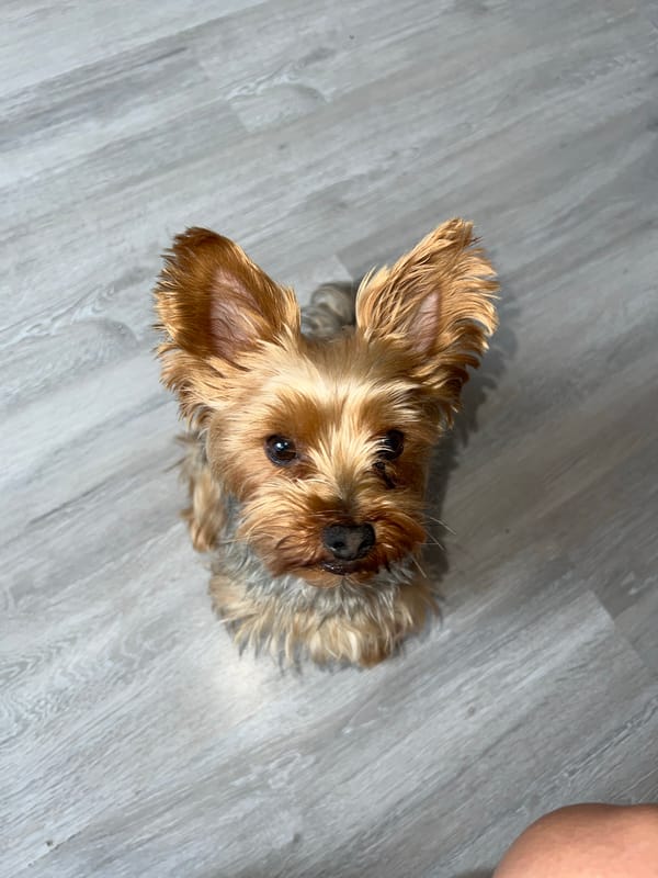Yorkshire Terrier, tarot spreads, and home life in Tychy